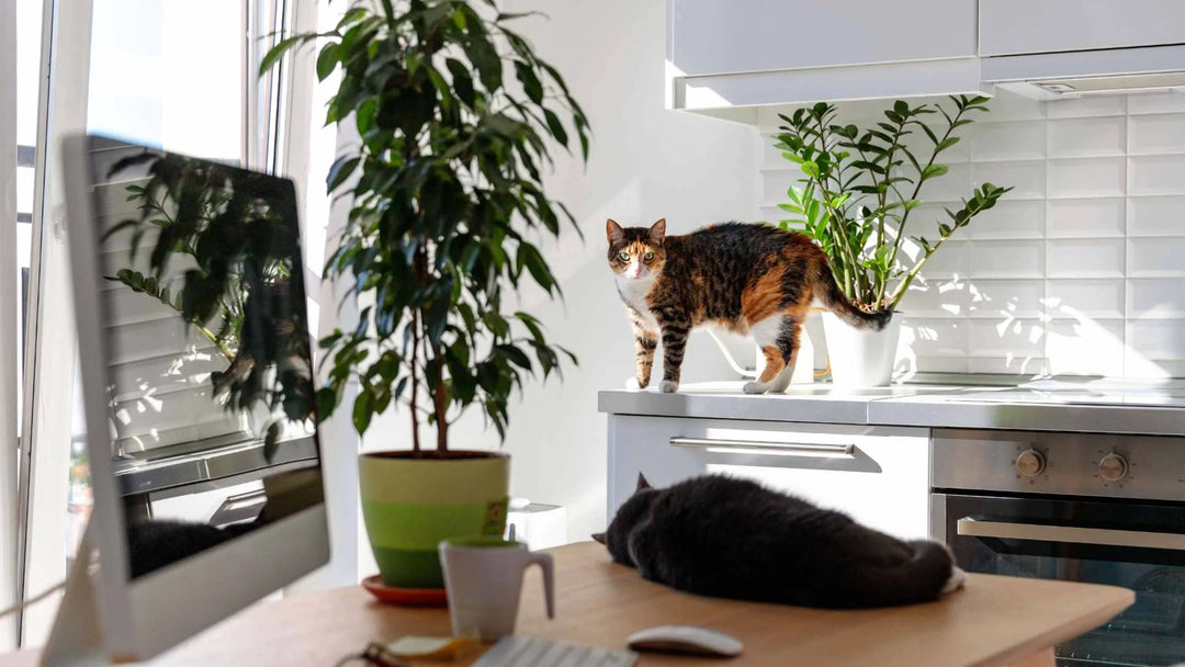 Katzenfutter selber machen: 19 häufige Fragen & Antworten - RumbleBox