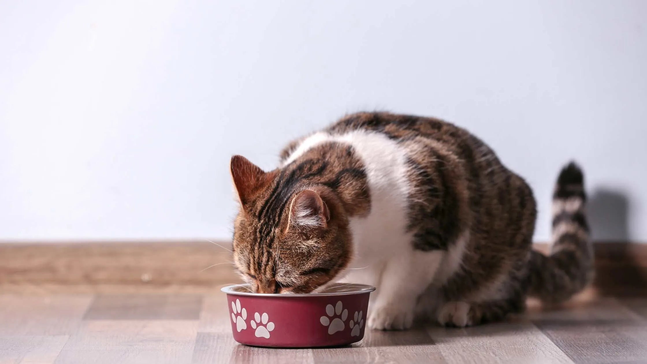 Katze frisst aus dem Napf – ein natürlicher Appetitanreger für Katzen zeigt Wirkung