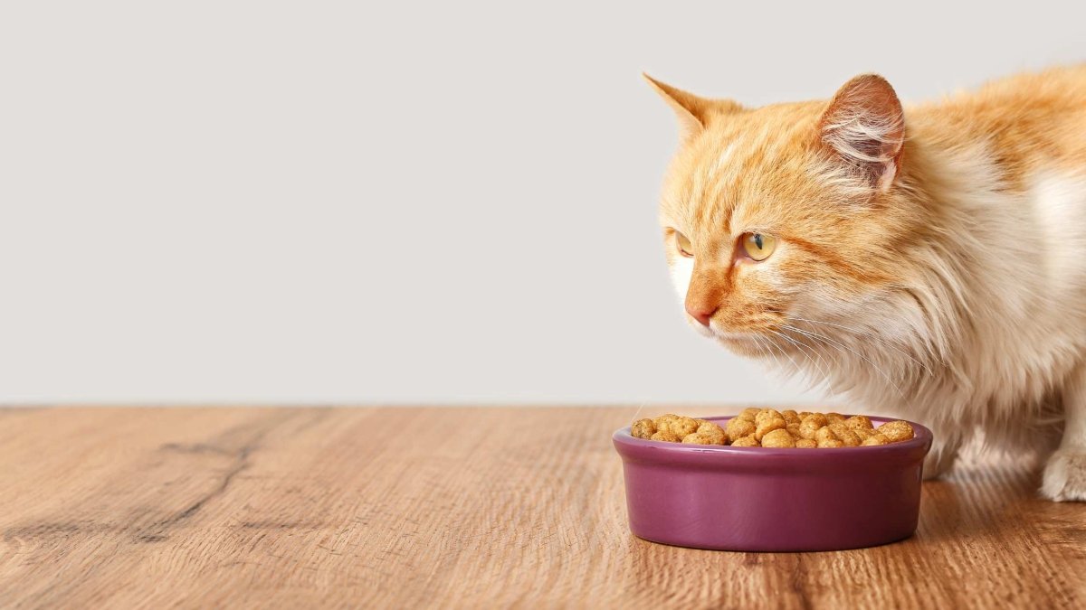 Katze riecht am Futter, aber frisst nicht: Was steckt dahinter?  RumbleBox