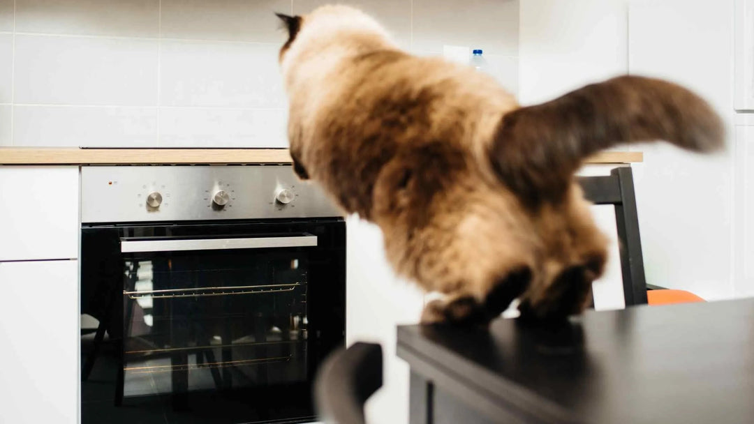 4 Schritte zu Hühner-Chips: Katzenleckerlies selber machen - RumbleBox