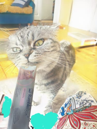 Danke, dass du bis hierhin gelesen hast – das bedeutet uns echt viel! Wir hoffen, du konntest was mitnehmen und vielleicht freut sich auch deine Katze schon auf ein kleines Extra. Bis bald und ganz viele Schnurrgrüße!ÜbrigensViele Katzeneltern achten beim Hauptfutter genau auf die Inhaltsstoffe, vergessen dabei aber oft die Leckerlis. Dabei stecken gerade in Snacks oft Zucker, Getreide und künstliche Zusätze, die auf Dauer der Gesundheit schaden können. Wer seine Katze wirklich rundum gesund ernähren will, sollte auch hier auf Natürlichkeit setzen: Hypoallergene Leckerlis ohne Zusatzstoffe – natürlich von RumbleBox. Perfekt als Belohnung, beim Training oder einfach für zwischendurch.