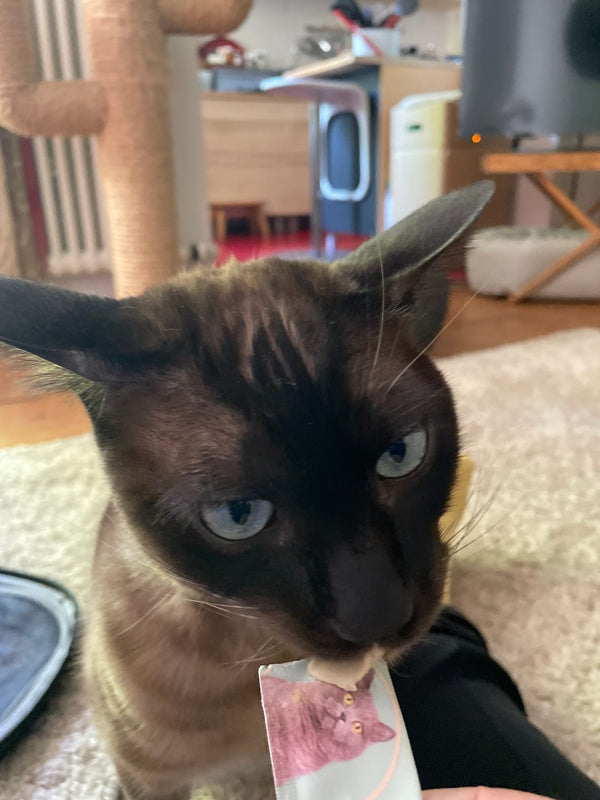 Danke, dass du bis hierhin gelesen hast – das bedeutet uns echt viel! Wir hoffen, du konntest was mitnehmen und vielleicht freut sich auch deine Katze schon auf ein kleines Extra. Bis bald und ganz viele Schnurrgrüße!ÜbrigensViele Katzeneltern achten beim Hauptfutter genau auf die Inhaltsstoffe, vergessen dabei aber oft die Leckerlis. Dabei stecken gerade in Snacks oft Zucker, Getreide und künstliche Zusätze, die auf Dauer der Gesundheit schaden können. Wer seine Katze wirklich rundum gesund ernähren will, sollte auch hier auf Natürlichkeit setzen: Hypoallergene Leckerlis ohne Zusatzstoffe – natürlich von RumbleBox. Perfekt als Belohnung, beim Training oder einfach für zwischendurch.