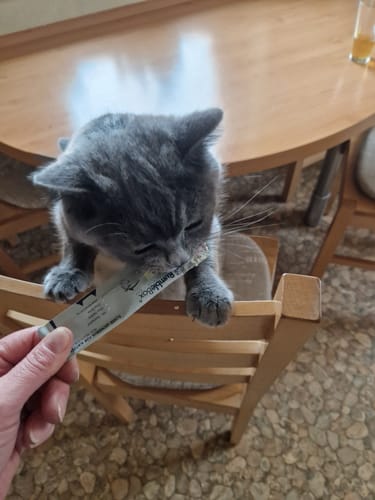 Danke, dass du bis hierhin gelesen hast – das bedeutet uns echt viel! Wir hoffen, du konntest was mitnehmen und vielleicht freut sich auch deine Katze schon auf ein kleines Extra. Bis bald und ganz viele Schnurrgrüße!ÜbrigensViele Katzeneltern achten beim Hauptfutter genau auf die Inhaltsstoffe, vergessen dabei aber oft die Leckerlis. Dabei stecken gerade in Snacks oft Zucker, Getreide und künstliche Zusätze, die auf Dauer der Gesundheit schaden können. Wer seine Katze wirklich rundum gesund ernähren will, sollte auch hier auf Natürlichkeit setzen: Hypoallergene Leckerlis ohne Zusatzstoffe – natürlich von RumbleBox. Perfekt als Belohnung, beim Training oder einfach für zwischendurch.