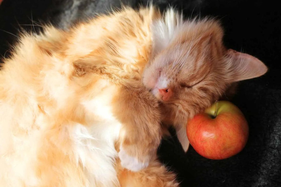 Dürfen Katzen Apfel essen? Das musst du wissen! - RumbleBox