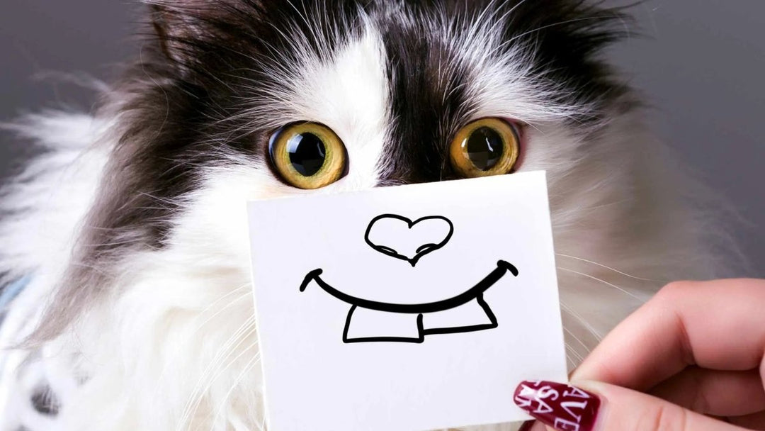 Katzengebiss: Aufbau, Zahnformel und Zahnpflege - RumbleBox