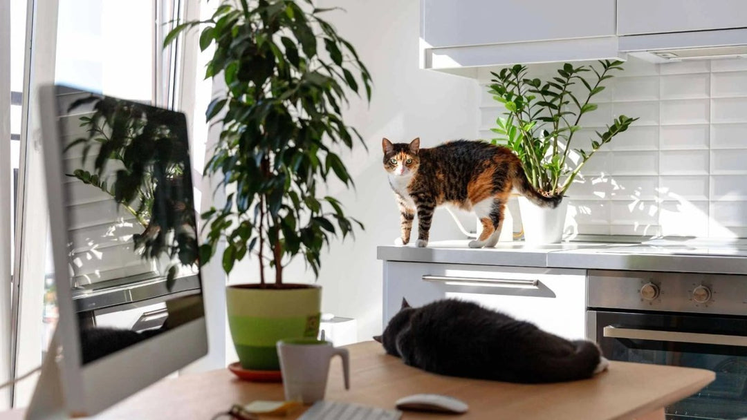 Katzenfutter selber machen: 19 häufige Fragen & Antworten - RumbleBox