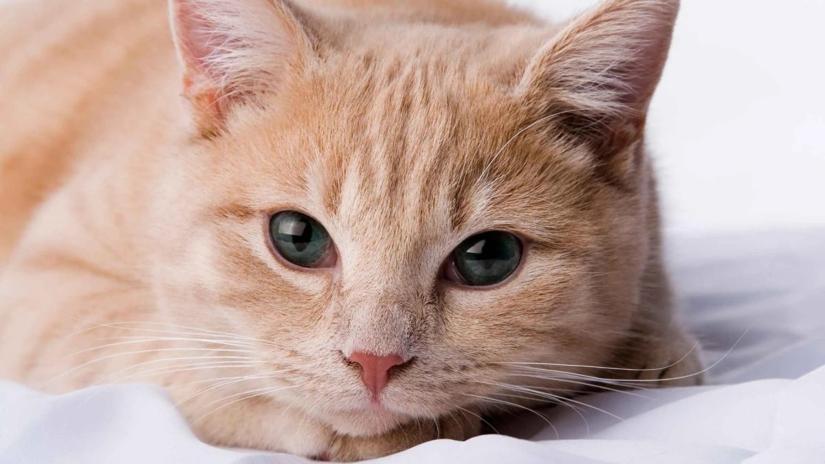 Disney Katzennamen: Die schönsten männlich & weiblich aus Filmen - RumbleBox