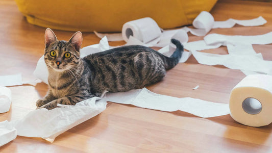 Wenn die Katze pinkelt überall hin: Ursachen und Tipps