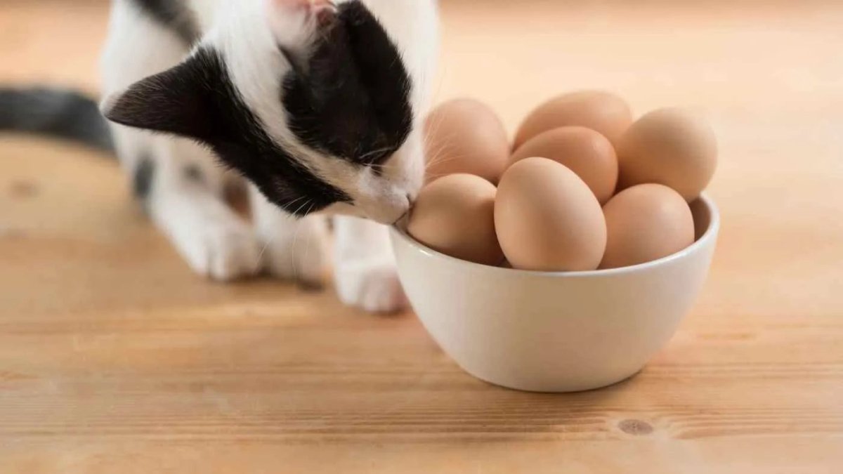 Eigelb für Katzen: Gesund oder gefährlich? - RumbleBox