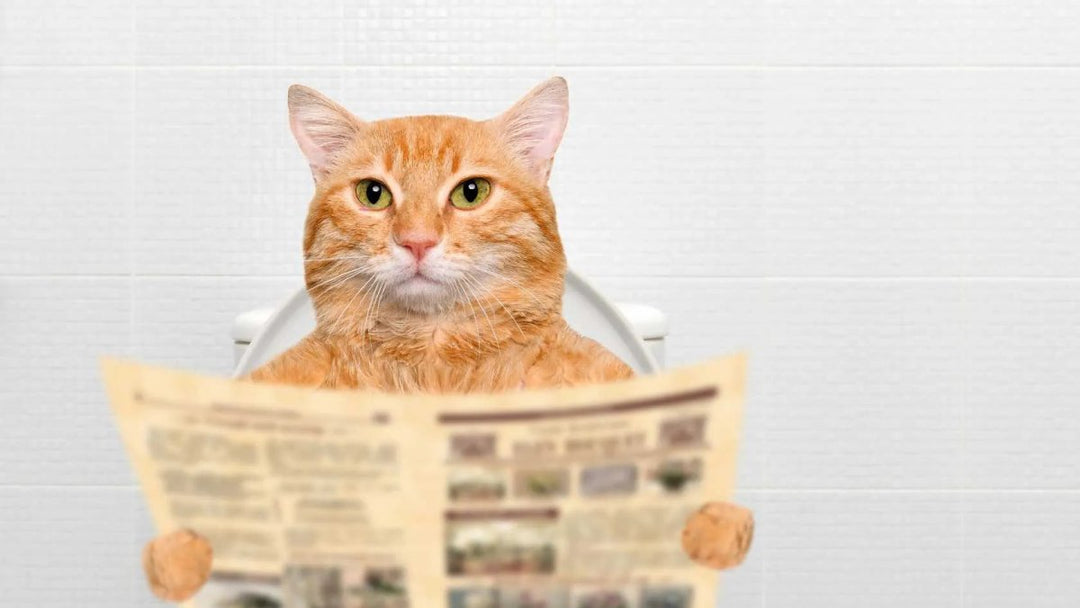 Katze macht neben Katzenklo: Ursachen & Lösungen - RumbleBox