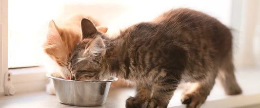 Katzenleckerlies selber machen: Kekse für Katzen