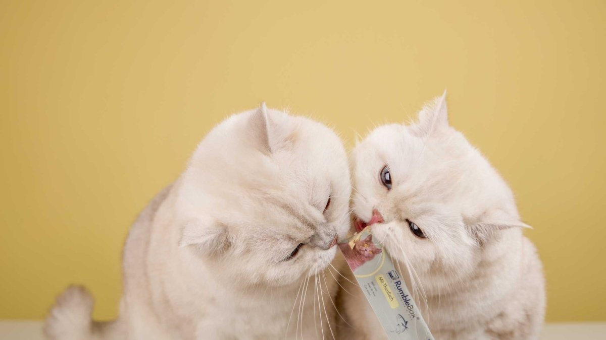 Zwei Katzen schlecken gemeinsam an einem Thunfisch-Snack von RumbleBox