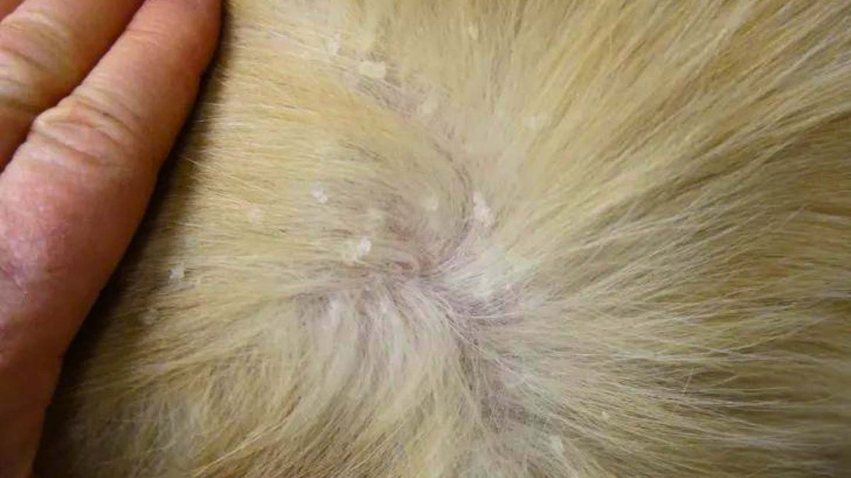 Schuppen bei Katzen: Ursachen, Pflege und Hilfe