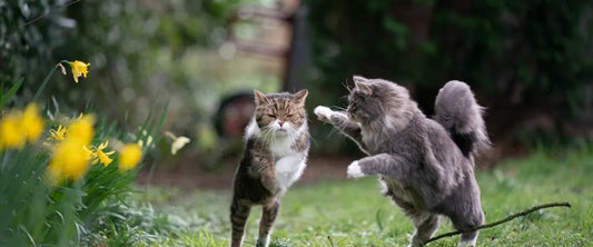 Katze mit Übergewicht: So bleibt sie fit! - RumbleBox