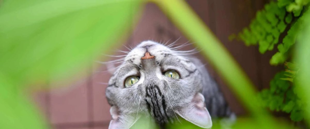 Ist die Calathea giftig für Katzen: Das musst du wissen! - RumbleBox