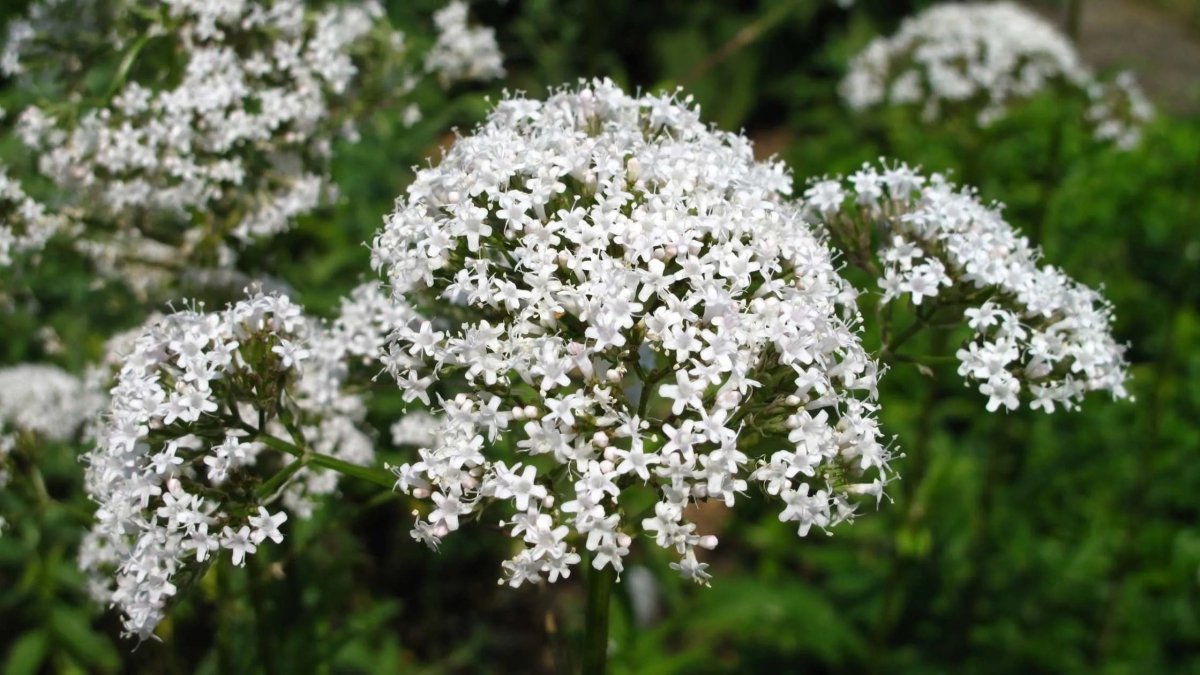 Baldrian für Katzen: Wirkung, Anwendung & Alternativen - RumbleBox