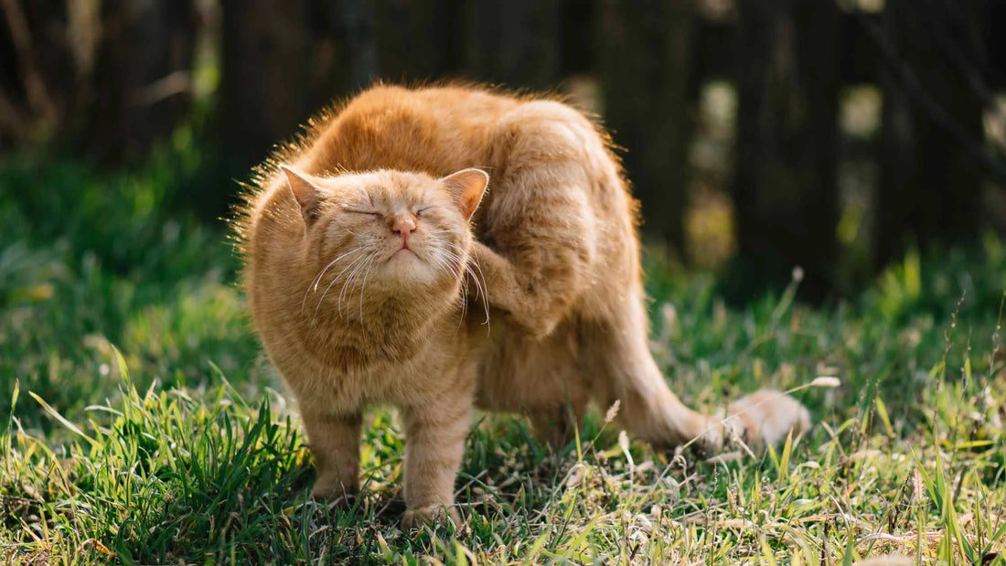 Die Katze auf dem Bild kratzt sich