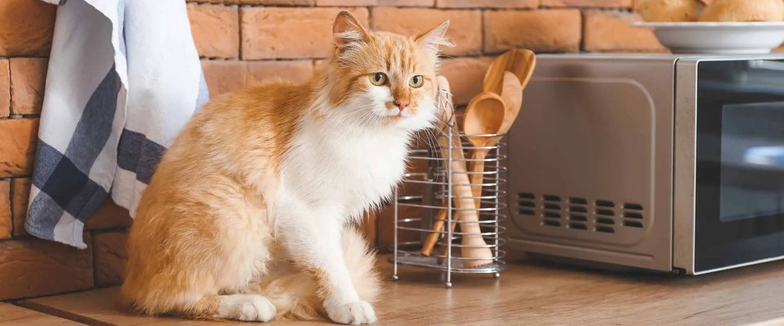 Katzenfutter selbst machen: 10 Rezepte für Katzen kochen