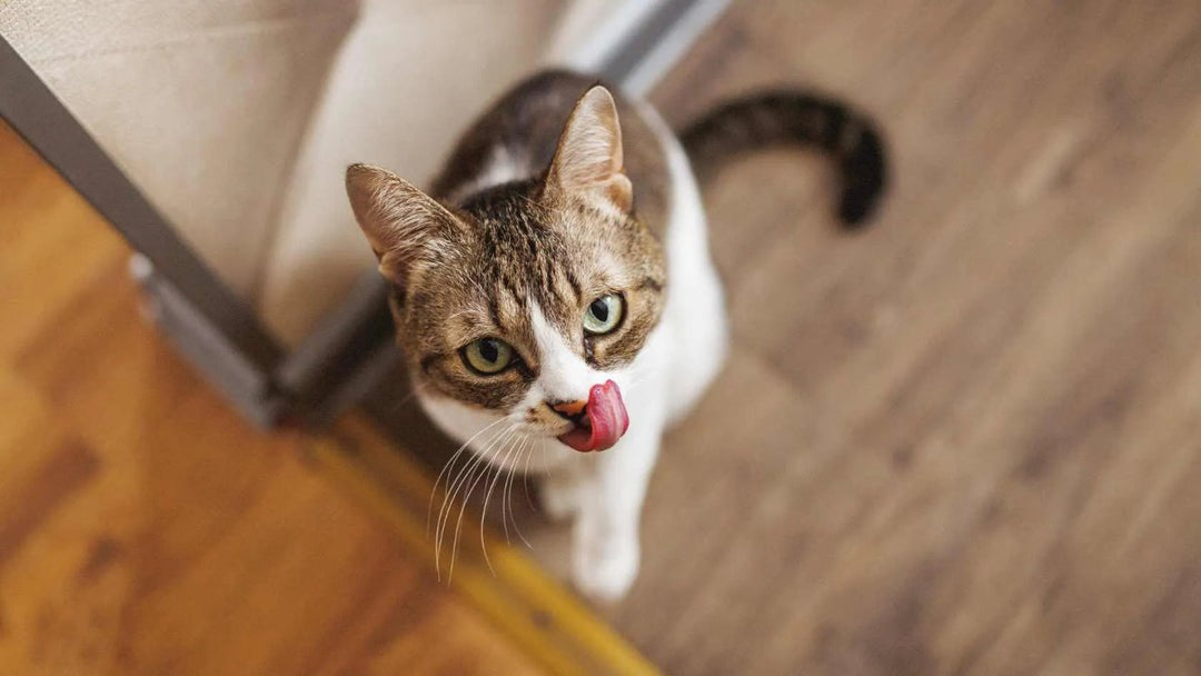 Die Zunge der Katze: Aufbau, Funktionen & Pflege - RumbleBox