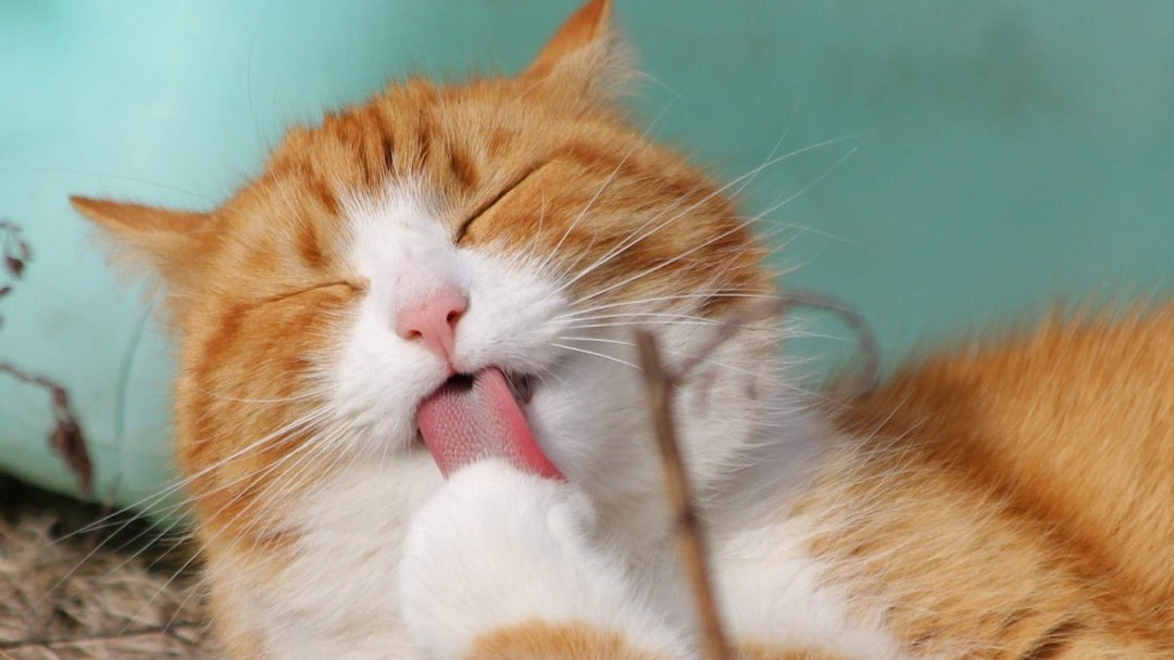 Zufriedene rot-weiße Katze leckt sich nach dem Fressen von gefriergetrockneter Leber die Pfote – satt, entspannt und gepflegt.