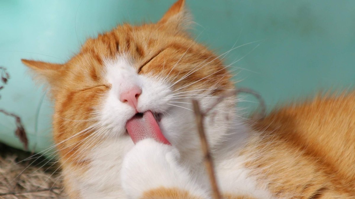 Zufriedene rot-weiße Katze leckt sich nach dem Fressen von gefriergetrockneter Leber die Pfote – satt, entspannt und gepflegt.