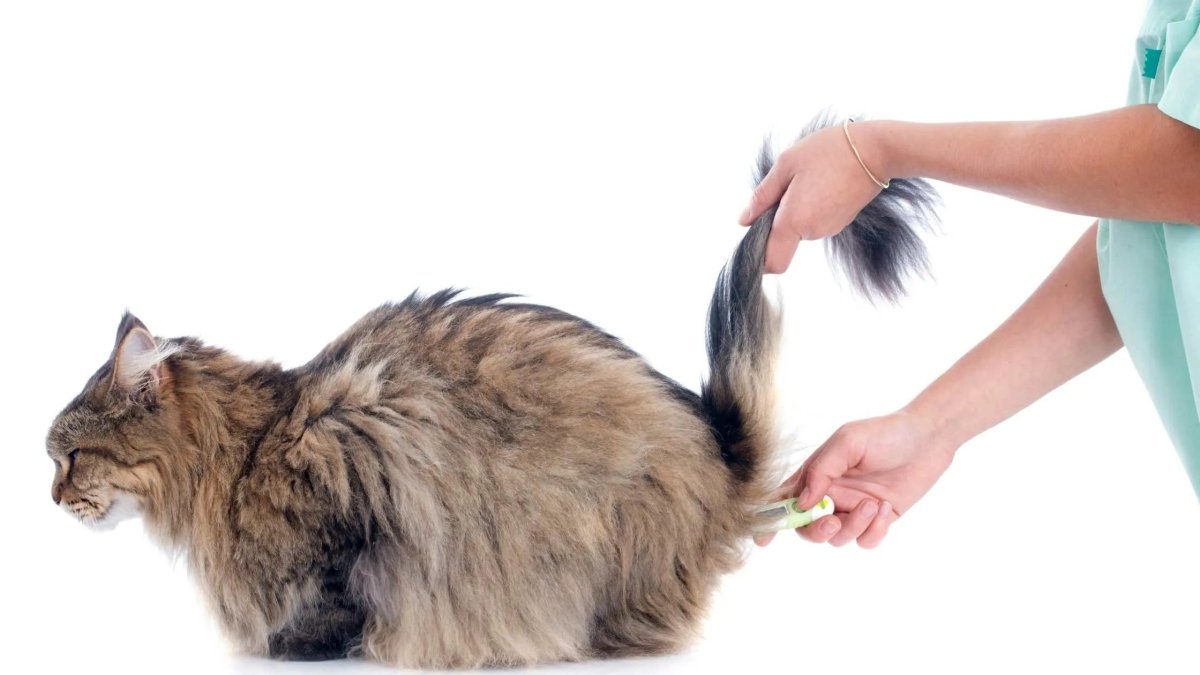 Körpertemperatur einer Katze: Normwerte, Fieber & Ursachen - RumbleBox