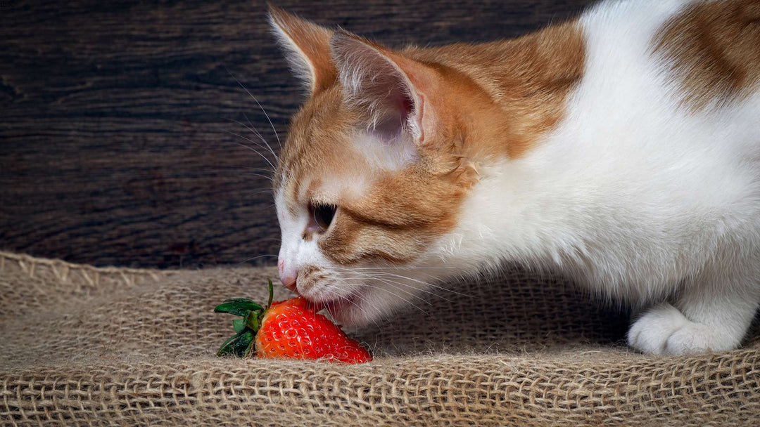 Katzen essen Erdbeere - Lightless