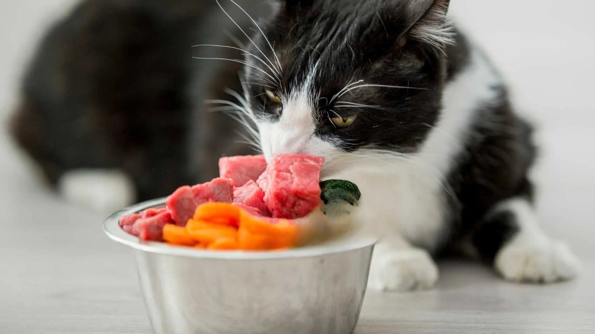 Katzen Rezepten in 10 Minuten: Huhn für Katzen, mit Rind und Karotte - RumbleBox