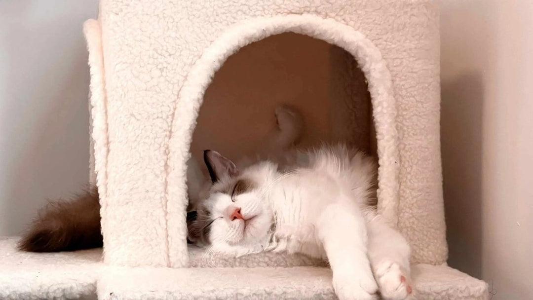 Katzen Pheromone: Wie sie deiner Katze helfen können - RumbleBox