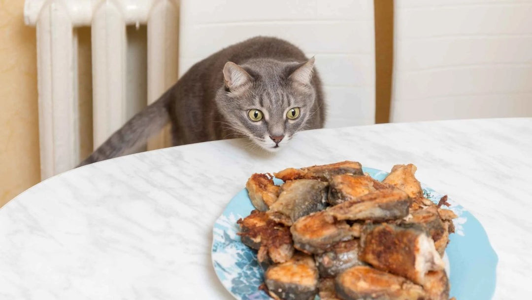 Räucherlachs für Katzen: Warum sind diese Leckereien gefährlich? - RumbleBox