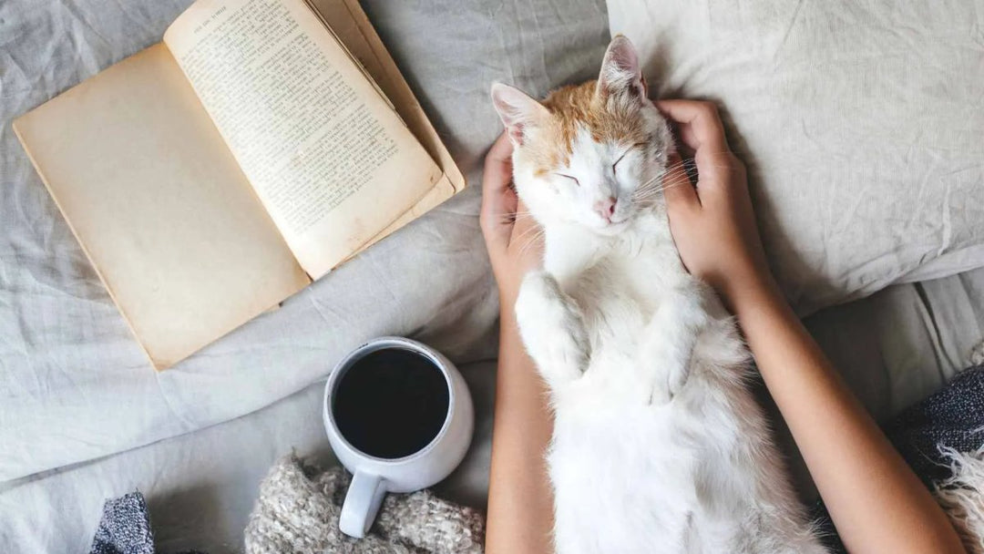 Katzen Steckbrief: Wichtige Fakten & Tipps - RumbleBox