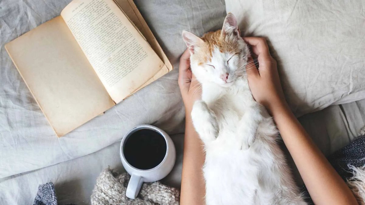 Katzen Steckbrief: Wichtige Fakten & Tipps - RumbleBox