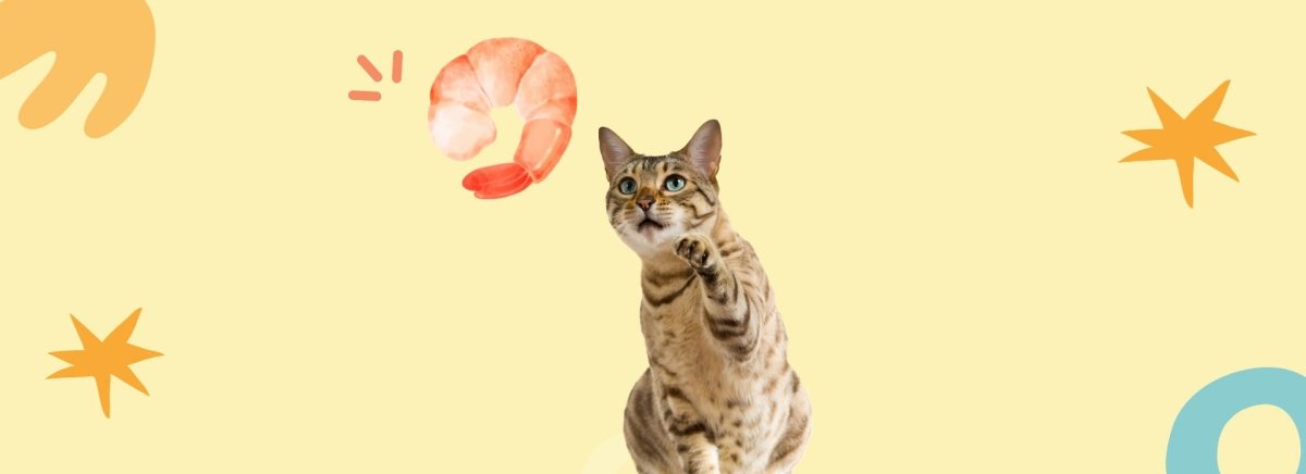 Garnele Box - RumbleBox