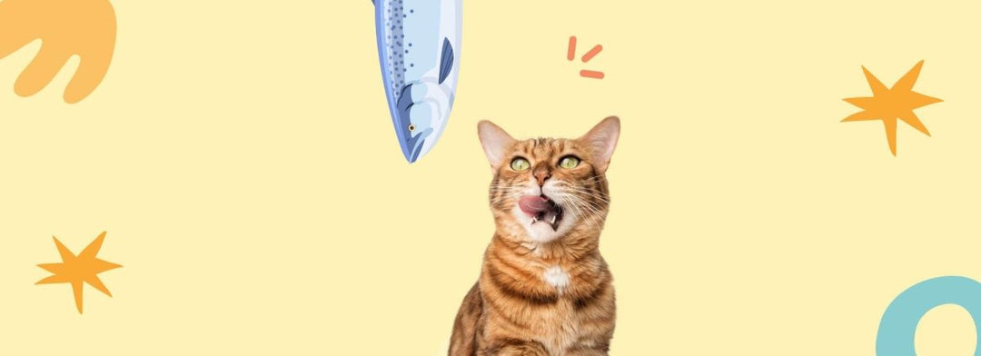 Lachs Box - RumbleBox