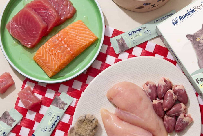 Fresh cat food assortment: raw salmon, tuna, chicken, and chicken liver on a green plate and white dish with a red checkerboard cloth.