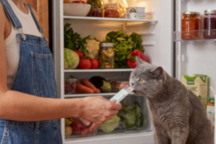 Gray cat inspecting a hand holding a treat in a colorful refrigerator filled with fresh vegetables and jars.