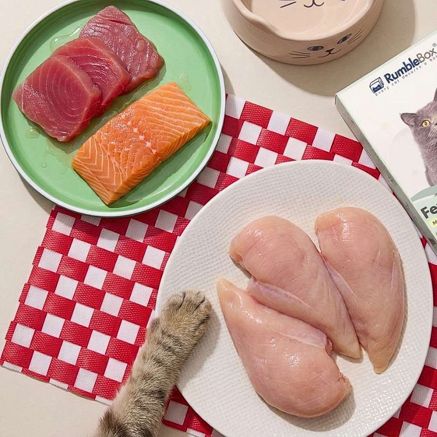 Fresh sushi-grade tuna, salmon fillets, and chicken breasts on a red-checkered tablecloth, perfect for pet meals.