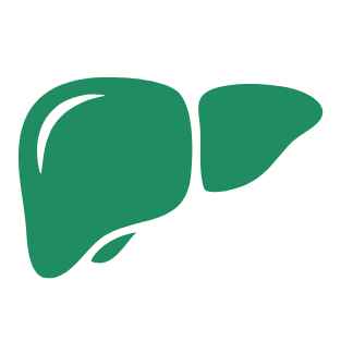 Grüne Silhouette einer Leber.
