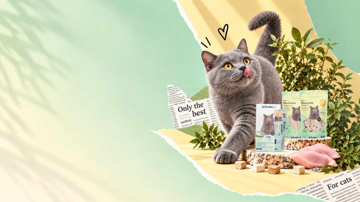 Graue Katze neben RumbleBox Katzensnacks, Hühnerbrust und gefriergetrockneten Fleischwürfeln.